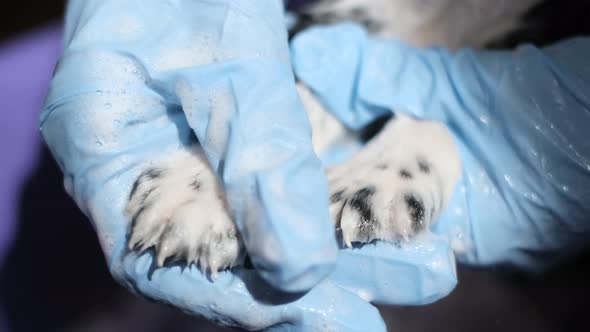 Female Vet Bathes a Small Dog Black and White Coloring alt