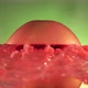Fresh Grapefruit Fruit Squirting and Burst with Juice in Slow Motion in Green Nature Background - VideoHive Item for Sale