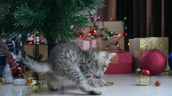 Cute Tabby Kitten Playing In A Gift Box With Christmas Decoration alt