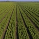 Agriculture background aerial 4k drone shot - VideoHive Item for Sale