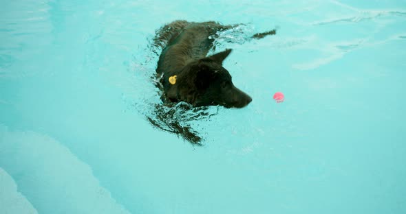 Funny Black Shepherd Dog Swimming in Pool Playing Game Fetching Toy Ball alt