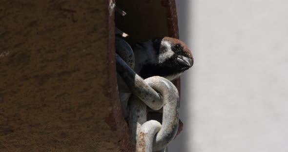 A domestic sparrow under a tiled roof alt