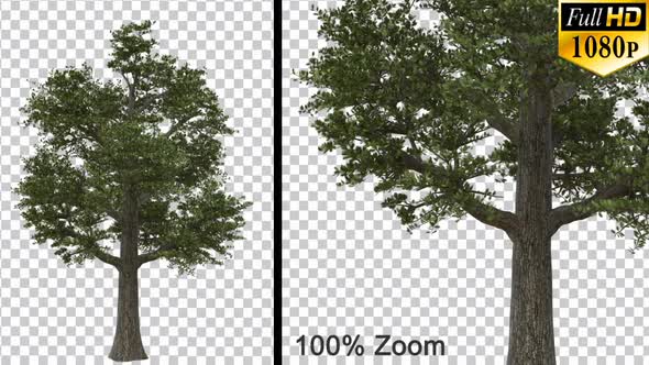 Big Breezy Oak Tree - Alpha Channel