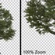 Big Breezy Oak Tree - Alpha Channel - VideoHive Item for Sale