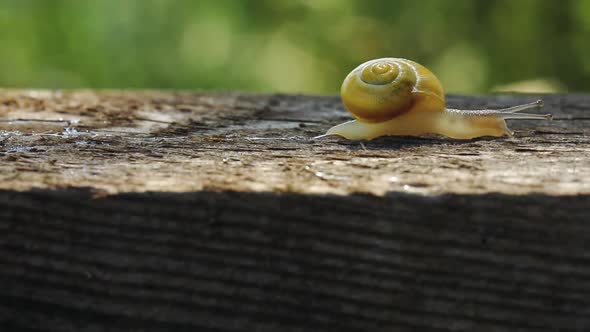 Snail Creeps Through The Board In The Garden alt
