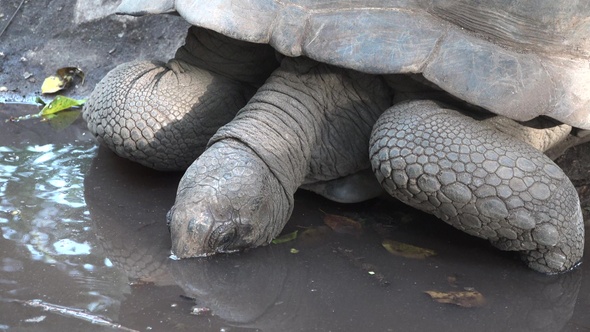 A huge turtle drinking water. Reserve, Zanzibar, Africa. Seychelles big ...