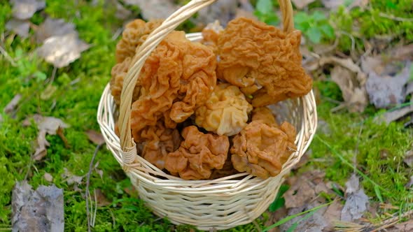 Wicker Basket with the First Gyromitra Gigas alt