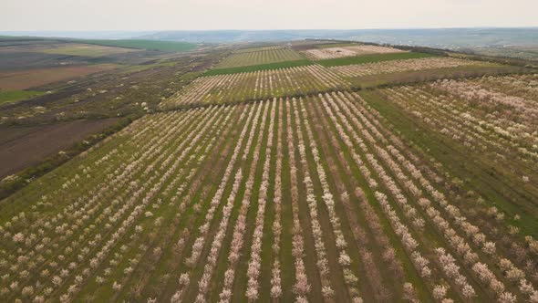 Aerial View of Flowering Orchard in Spring and Agricultural Fields alt