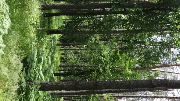 Vertical Video of Forest Landscape in Summer Slow Motion alt