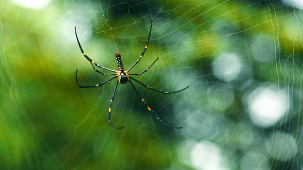 Giant Spider Moving in the Forest, Spider hanging and moving in web in rain forest background.