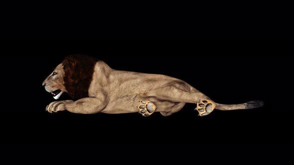 4K African Lion Idle alt