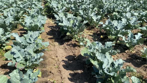 View on field of cabbage. Agriculture plantation with green cabbage