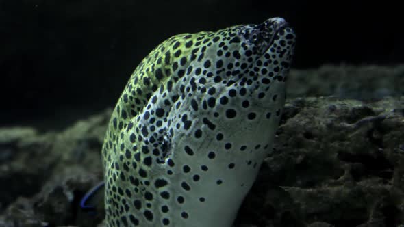 White Moray Eel in the Aquarium