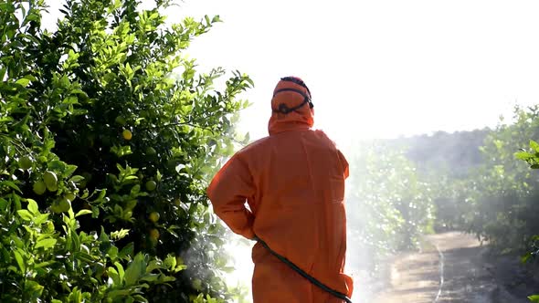 Man spraying toxic pesticides, pesticide, insecticides on fruit lemon growing plantation alt