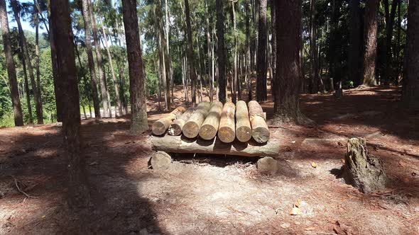 Wood log in jungle alt