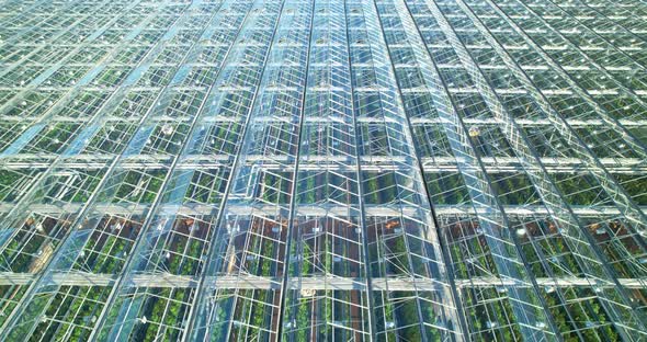 The roof of an industrial greenhouse