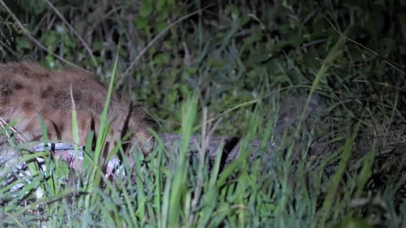 Lone Hyena Moving Slowly Through Wide African Grassfields at Dark Night alt