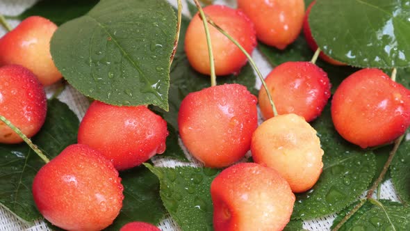 Sweet Yellow Red Cherries with Water Drops and Tree Branch