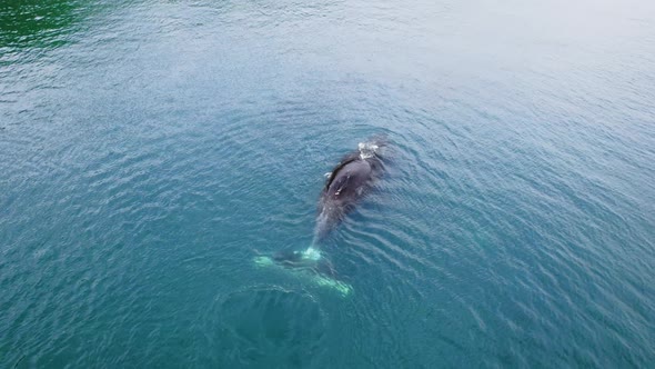 Bowhead Whale Swimming in Calm Blue Ocean Water Aerial View of a Pod of Bowhead Whale Spouting alt