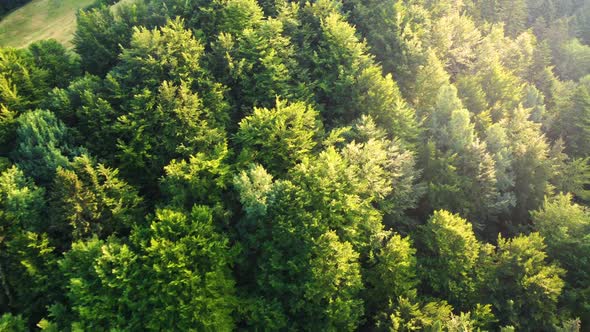 Beautiful Forest Magnificent Sunrise in the Coniferous Pine Forest alt