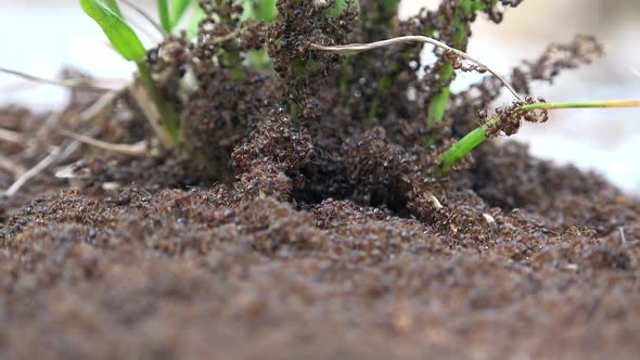 Ant Infestation and Ant Colony alt