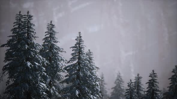 Winter Snow Covered Cone Trees on Mountainside alt