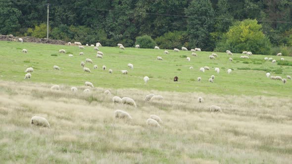 Sheep Walk Around and Eat in a Field of Tall Grass and a Green Meadow Behind It alt
