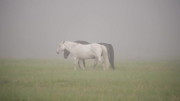 Horse Grazing Fresh Green Grass Misty Morning Over Wild Pastures  Video