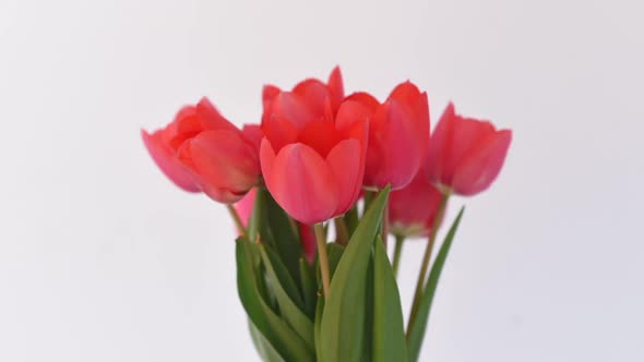 Timelapse of Red Tulips Bouquet Over White Background. 