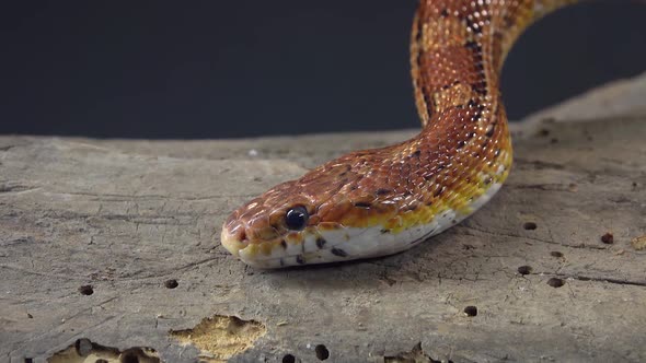 Coronella Brown Snake Crawling on Wooden Snag at Black Background. Close Up alt