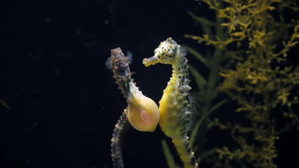Seahorse Abdominalis Courtship Of Two alt