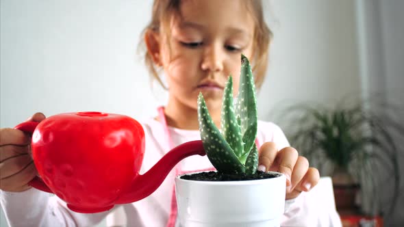 Little Child Girl Is Watering a Houseplant After Replant at Home Indoor