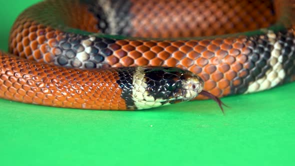 Sinaloan Milk Snake, Lampropeltis Triangulum Sinaloae, in Front on a Green Background Screen. Close alt