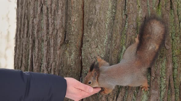 Curious Squirrel Sits on Tree and Eats Nuts From Hand in Winter Snowy Park