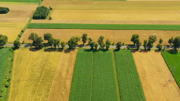 Green fields aerial view before harvest at summer. Road aerial alt