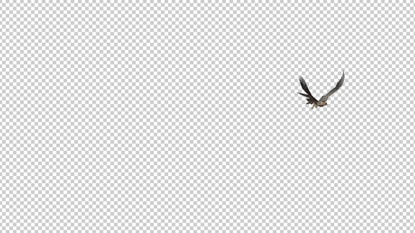 Red Tail Hawk - 4K Flying Round Loop