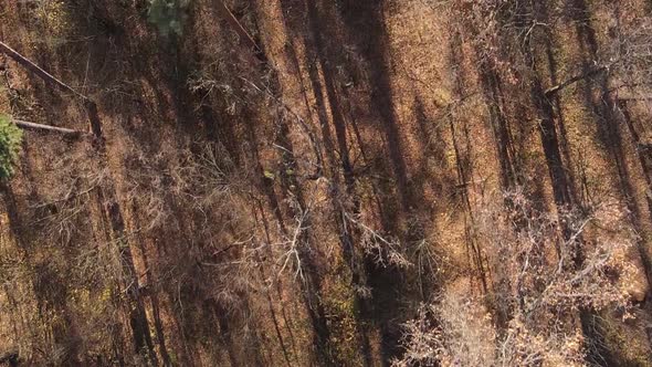 Vertical Video Autumn Forest with Trees in Ukraine Slow Motion alt