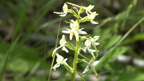 Lesser Butterfly Orchid 2