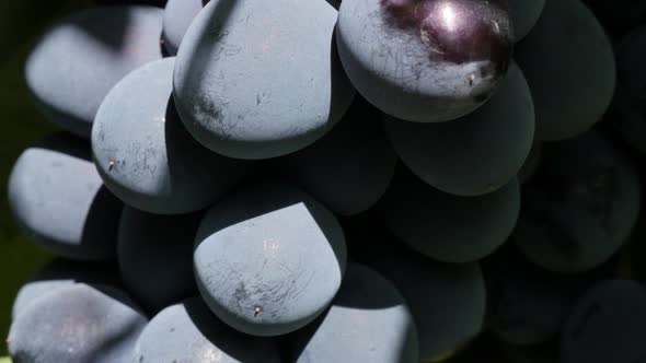 Juicy purple Moldova grapes on the vines 4K 2160p 30fps UltraHD footage - Cluster of dark blue grape alt