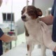 Scared dog waiting for surgery at animal hospital. Shot with RED helium camera in 4K. - VideoHive Item for Sale