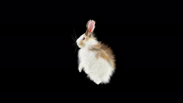 Rabbit Dancing 4K alt