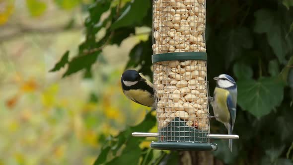 Tits on bird feeder