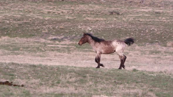 Panning view of wild horse slowly running then walking in the distance. alt