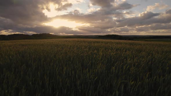 Aerial Drone View of Golden Fields with Dramatic Colorful Skies at Sunset