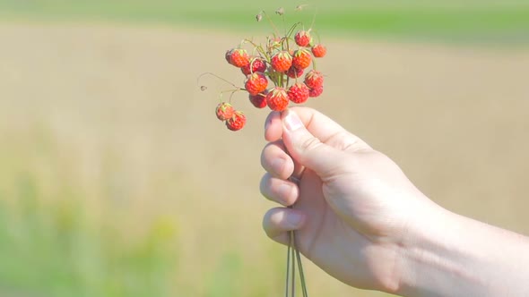 Strawberry In Man's Hand 2