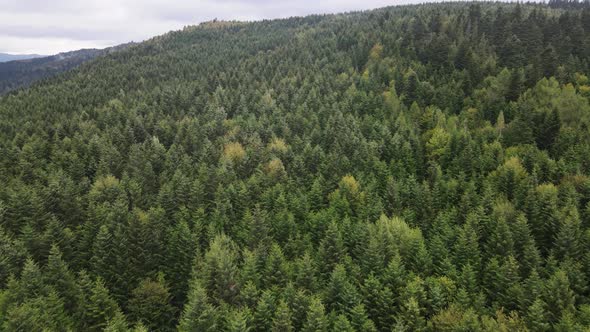 Trees in the Mountains Slow Motion. Aerial View of the Carpathian Mountains in Autumn. Ukraine alt
