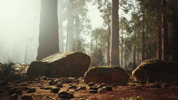Tall Forest of Sequoias in Yosemite National Park alt