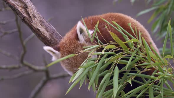 Red panda (Ailurus fulgens) on the tree. Cute panda bear in forest habitat.