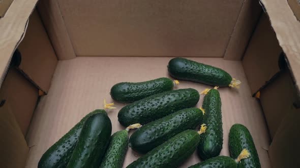 Man Worker Putting Cucumber Fruits in Box While Harvesting at Light Greenhouse Spbas