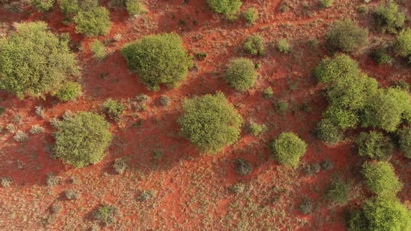 Aerial view of thorn trees in the arid, sandy Kalahari region of the Northern Cape, South Africa alt